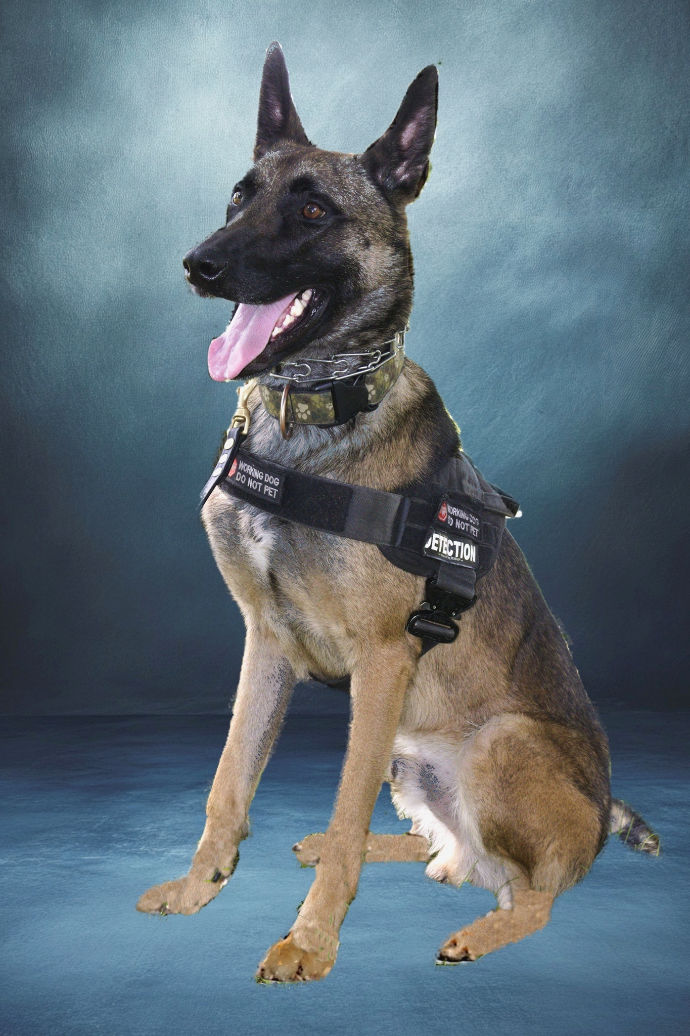 Dog Blue